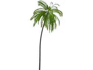 Palm Tree Cocoa 3D Model