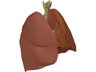 Respiratory Upper 3D Model