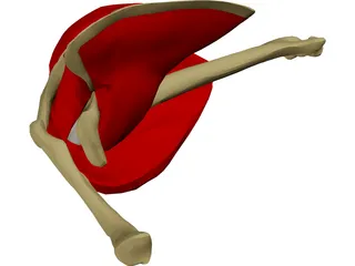 Shoulder 3D Model