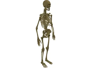 Skeleton Male 3D Model