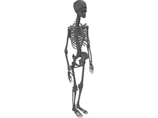 Skeleton Female 3D Model