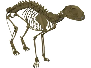 Cat Skeleton 3D Model