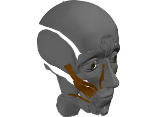 Face Muscles 3D Model