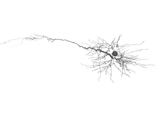 Purkinje Cell 3D Model