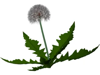 Dandelion 3D Model