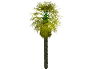 Washingtonia Palm 3D Model