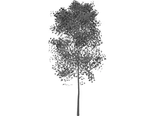 Aspen Populus 3D Model