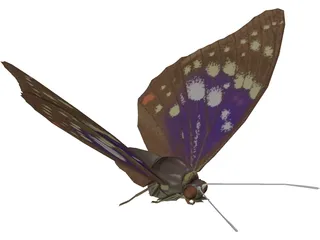 Butterfly Oomura 3D Model