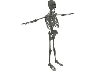 Skeleton 3D Model