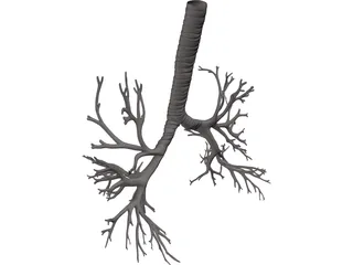 Bronquial Tree with Trachea 3D Model