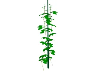 Plant 3D Model