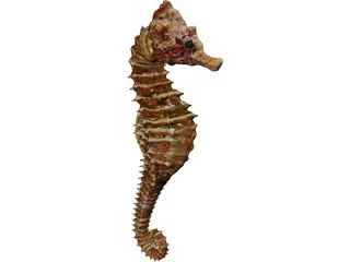 Seahorse  3D Model