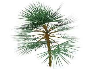 Palm  3D Model