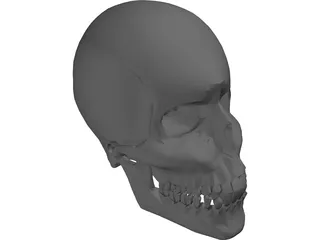 Skull 3D Model