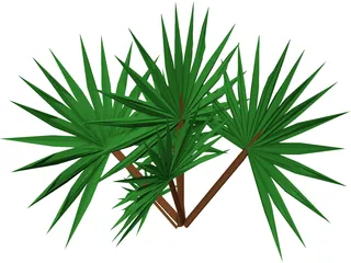 Palmetto Plant 3D Model