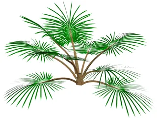 Palm Tree 3D Model