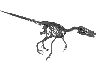 Velociraptor Skeleton 3D Model