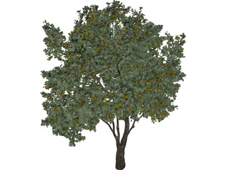 Orange Tree 3D Model