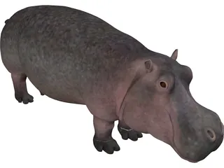 Hippopotamus 3D Model