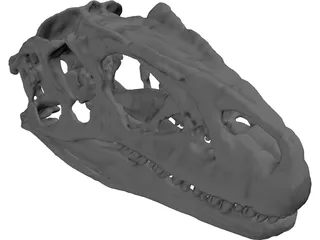 Allosaurus Fragilis Skull 3D Model