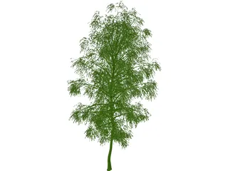 Birch Tree 3D Model