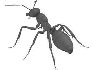 Ant 3D Model