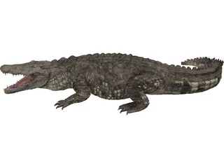 Crocodile 3D Model