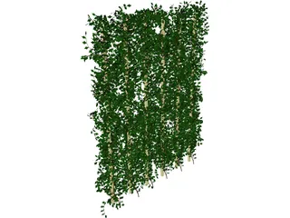 Plant Ivy 3D Model