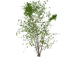 Tree 3D Model