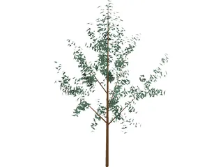 Tree 3D Model