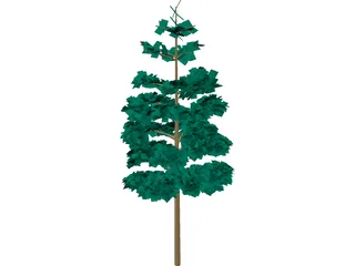 Redwood Tree 3D Model