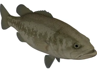 Florida Largemouth Bass 3D Model