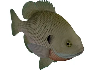 Bluegill 3D Model