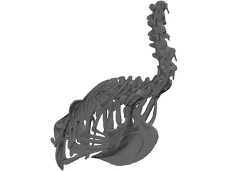 Macaw Skeleton 3D Model