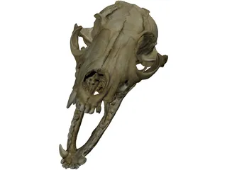 Fox Head Skull 3D Model