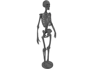 Human Skeleton 3D Model