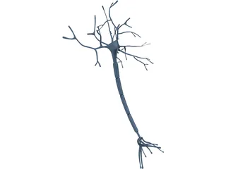 Neuron 3D Model