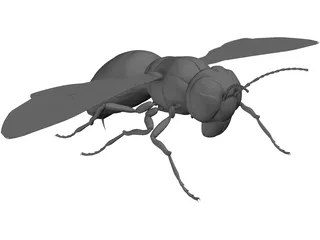 Hornet 3D Model