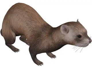 Ferret 3D Model