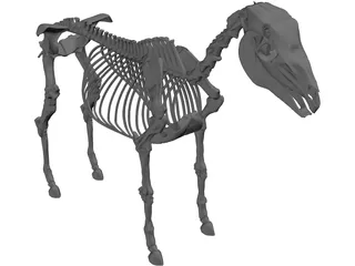 Horse Skeleton 3D Model