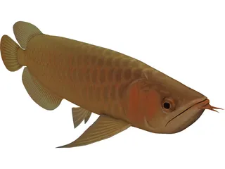 Asia Arowana 3D Model