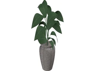 Ficus  3D Model