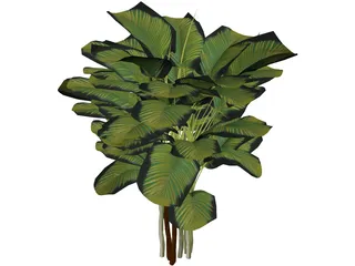 Bamboo Palm 3D Model