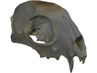 Lynx Skull 3D Model