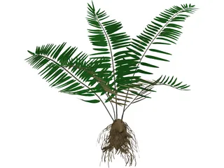 Sword Fern 3D Model