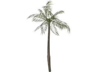 Palm Tree 3D Model