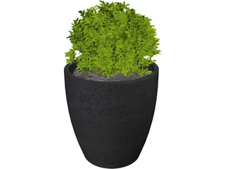 Boxwood Plant 3D Model