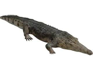 Crocodile 3D Model