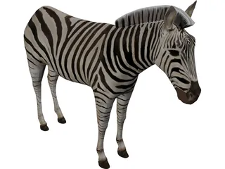 Zebra 3D Model