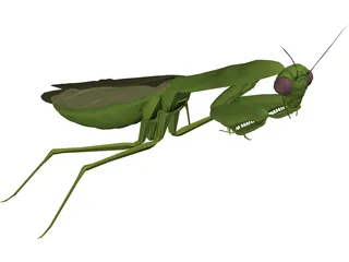 Flying Mantis 3D Model